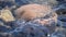 Beautiful sunshine reflection on submerged river rocks