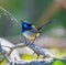 Beautiful Superb Fairy Wren bird