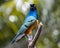 Beautiful Superb Starling close up portrait