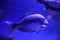 Beautiful surgeonfish in clear toned blue aquarium