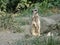 Beautiful suricate   in natural green background