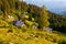 Beautiful surroundings of Planina Zajamniki, Pokljuka plateau near Lake Bohinj, Julian Alps in Triglav National Park