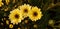 Beautiful Susanna Mitchell daisies