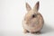 Beautiful suspicious Easter small rabbit
