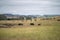 Beautiful sustainable herd of stud cows in a field in a tall dry grass field on a agricultural farm in summer