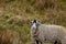 Beautiful Swaledale Sheep with Curved Horns in a Field