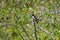 Beautiful swallow bird standing on the tree branch