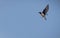 Beautiful swallow in full flight over a blue sky