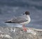 Beautiful Swallow-tailed gull