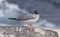 Beautiful Swallow-tailed gull