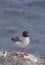 Beautiful Swallow-tailed gull