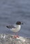 Beautiful Swallow-tailed gull