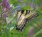 The beautiful swallowtail on a Butterfly Bush