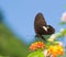 Beautiful swallowtail butterfly flying