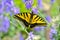 Beautiful Swallowtail Butterfly on some purple flowers.