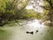 Beautiful swamp with green algae tree branches above