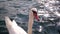 Beautiful swan bird looking at camera in sea