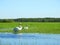 Beautiful swan birds in flood field, Lithuania