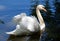 Beautiful swan on black background