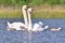 Beautiful swan with cubs. Family at the pond.Nature.