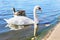 Beautiful swan and duck inside the lake of London park