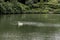 Beautiful swan enjoying on the water in the park