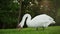 Beautiful swan feeding on sunny day on meadow. Single swan grazing outdoors