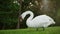 Beautiful swan feeding on sunny day on meadow. Single swan grazing outdoors