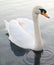 Beautiful Swan Floating Swimming