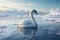Beautiful swan gracefully swimming among icebergs floating in the cold clear water
