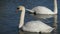 Beautiful swan head in detail, swimming in lake near the shore