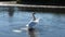 Beautiful Swan on the lake