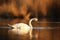 Beautiful swan on a lake. Amazing bird in the nature habitat.