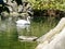 Beautiful swan Lat. Cygnus olor - a bird from the family of ducks. Shypun is named because of the sound,