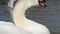 Beautiful swan looking around in lake, side view, closeup