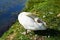 Beautiful swan. Natural bird pure head against grass