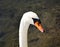 Beautiful swan. Portrait. Natural bird pure head.