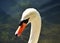 Beautiful swan. Portrait. Natural bird pure head against water.