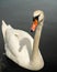 Beautiful swan posing for the camera, and coming in for some nice portraits