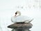 Beautiful swan sits on a rock on the pond