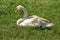 Beautiful Swan Sitting