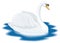 beautiful swan swim bird vector illustration transparent background