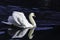 Beautiful swan swimming in crystal clear water of mountain Hallstatt lake