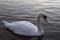 A beautiful Swan swimming in early morning