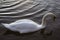 A beautiful Swan swimming in early morning