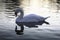 A beautiful Swan swimming in early morning