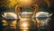 Beautiful swan swims in the river