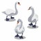 Beautiful swan.White grey swans, cartoon goose bird fairytale creature and graceful duckling.