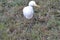 A beautiful swans bird in the jungle