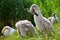 Beautiful swans cubs at pond. Natural colorful background with wild beautiful birds. Cygnus.
